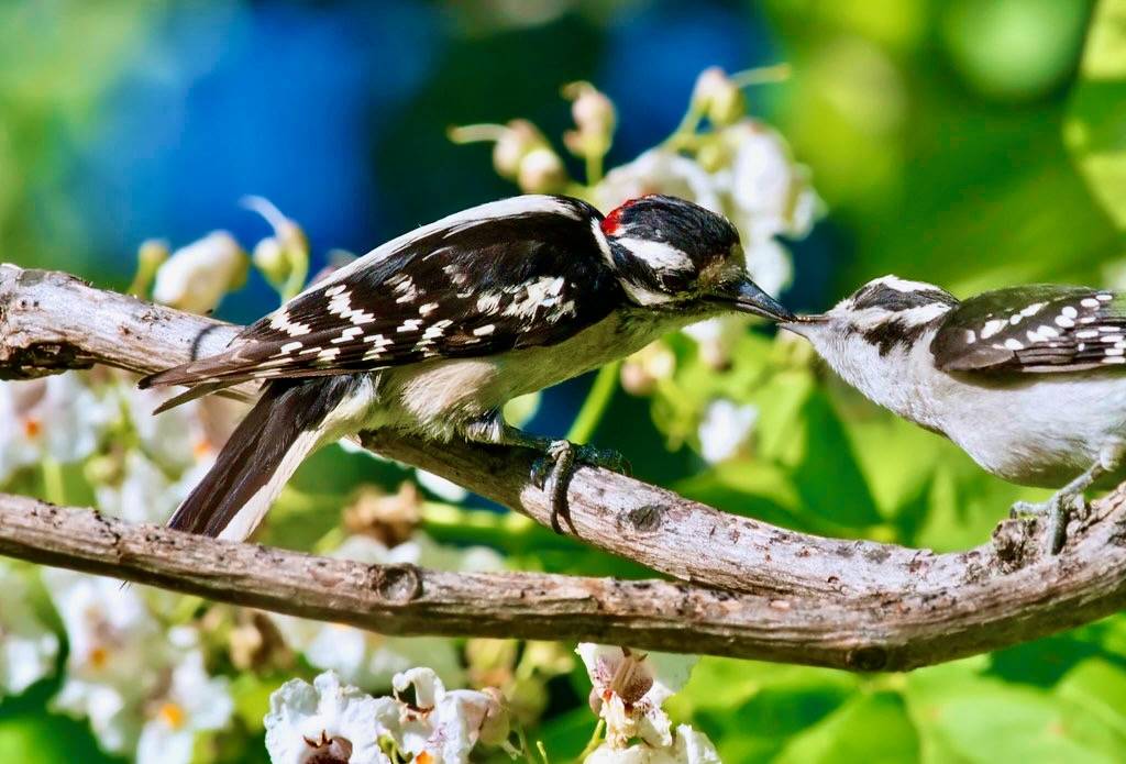 Hairy Woodpecker by Kelly Colgan Azar is licensed under CC BY-ND 2.0